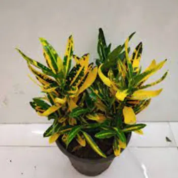 Natural Croton Plant